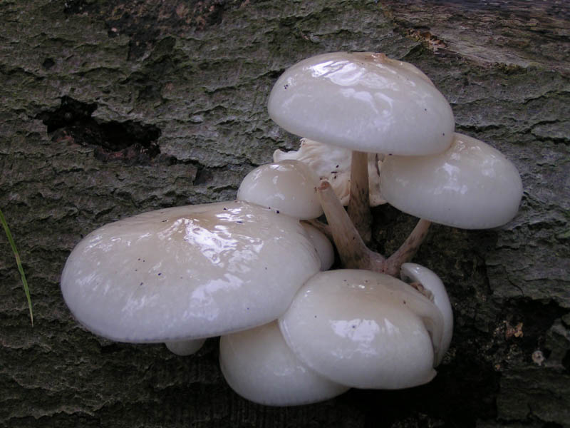 Oudemansiella mucida Oudemansiella mucida